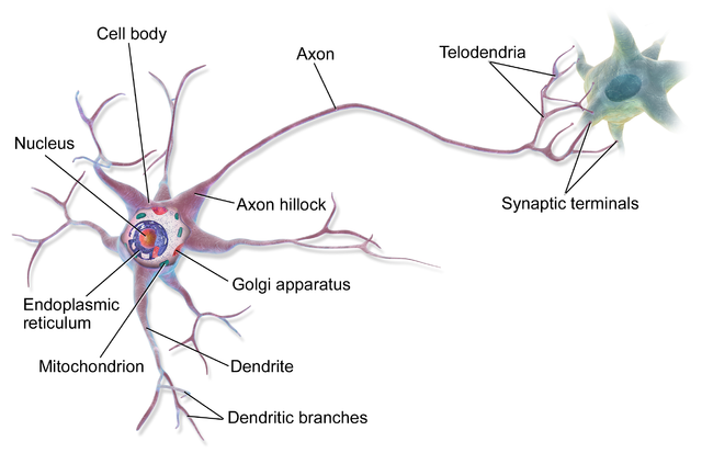 image illustrating a biological neuron